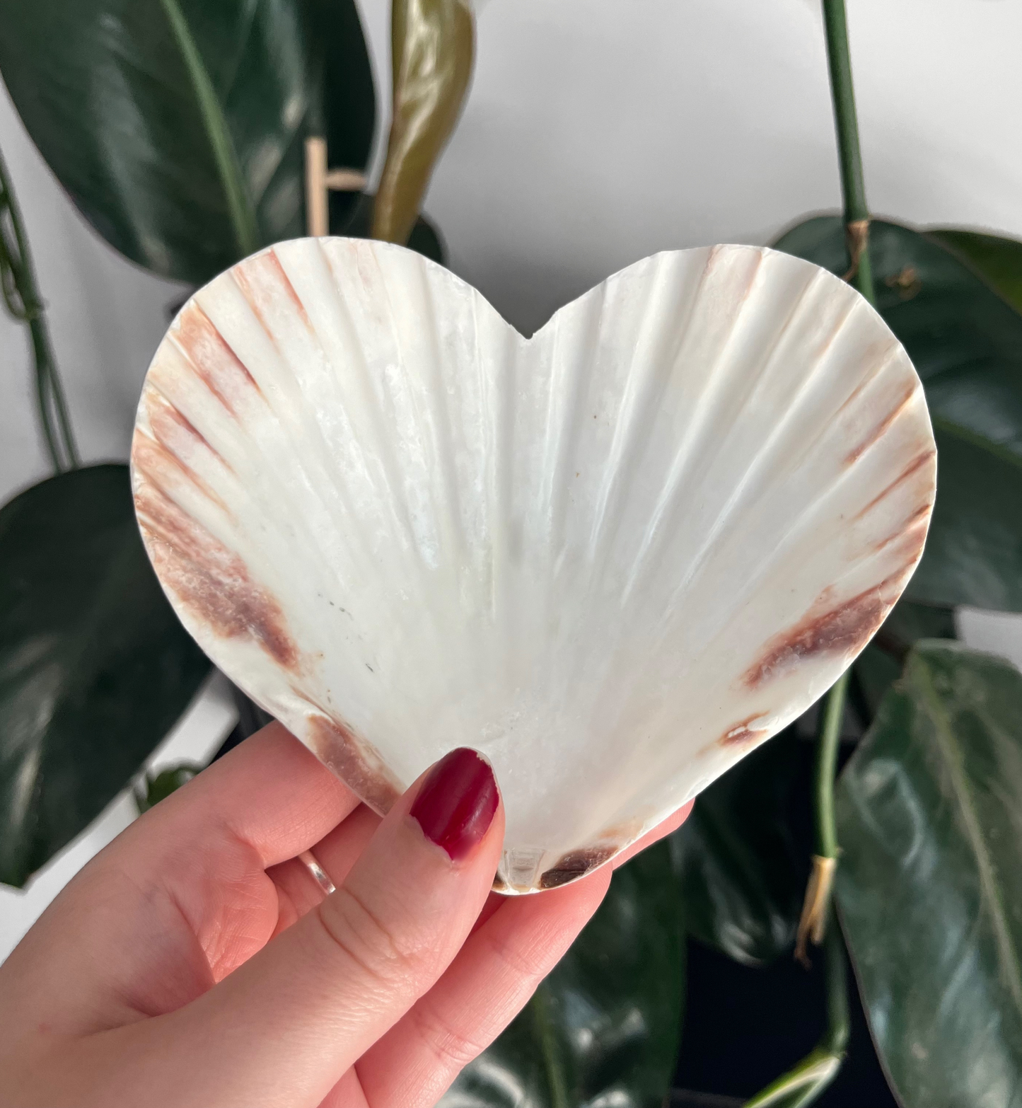 Heart Scallop Shell Offering Tray — LIMITED QUANTITY