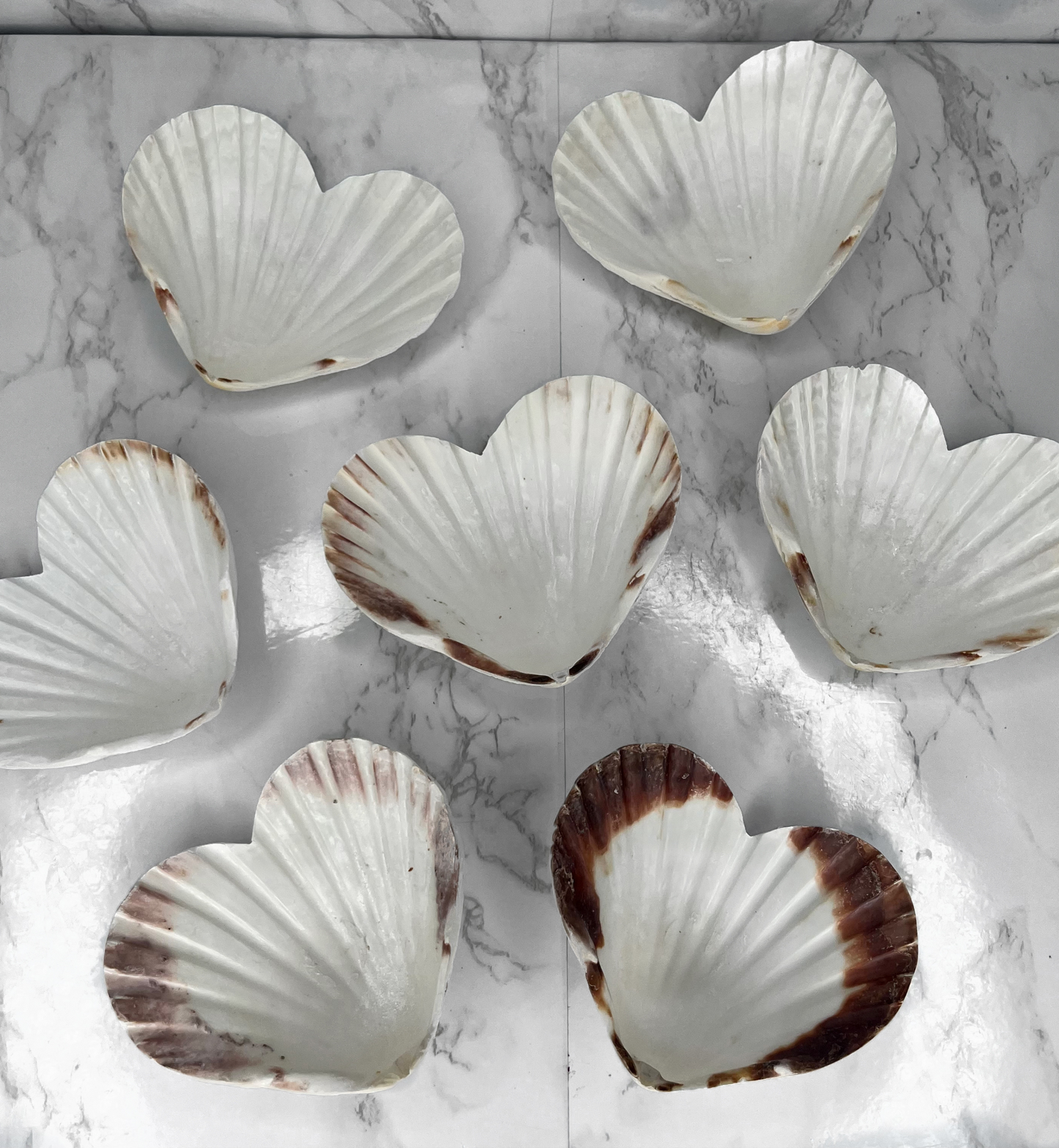 Heart Scallop Shell Offering Tray — LIMITED QUANTITY